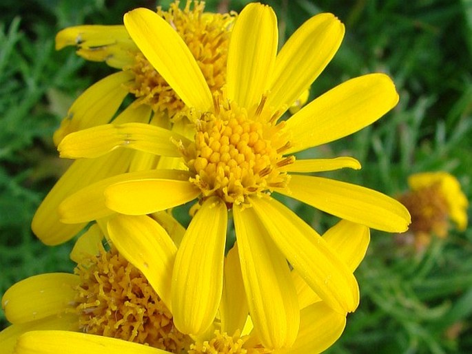 SENECIO ABROTANIFOLIUS L. – starček