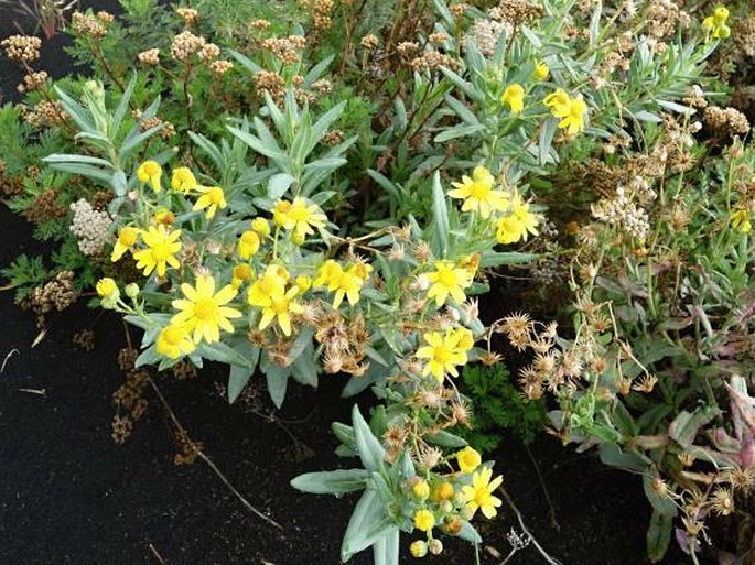 Senecio aethnensis