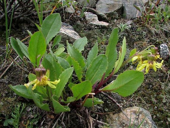 SENECIO AMPLECTENS A. Gray - starček