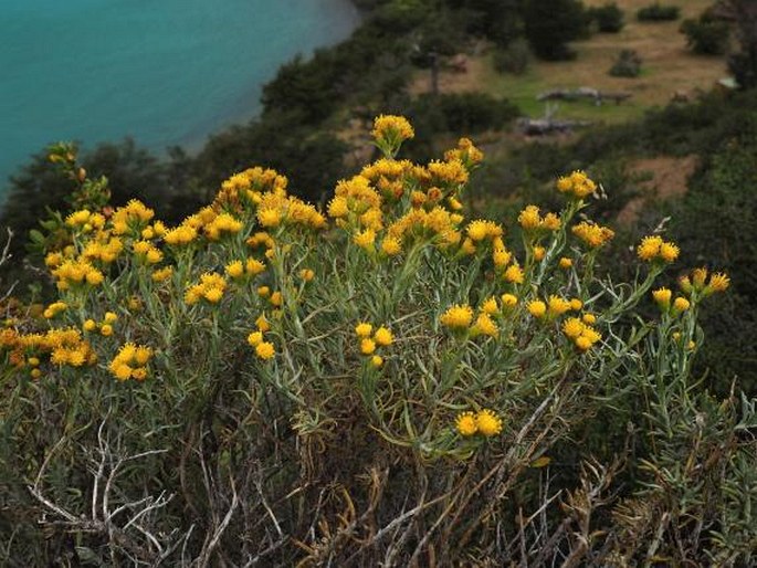 Senecio arnottii