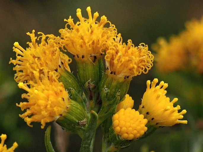 Senecio arnottii