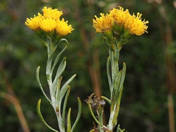 Senecio arnottii