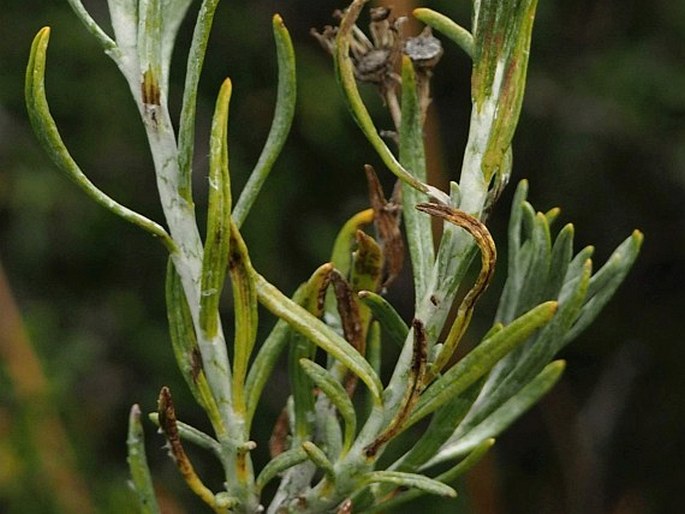 Senecio arnottii