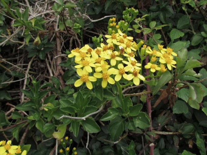 Senecio angulatus