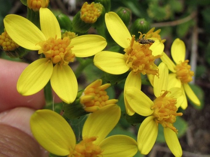 Senecio angulatus