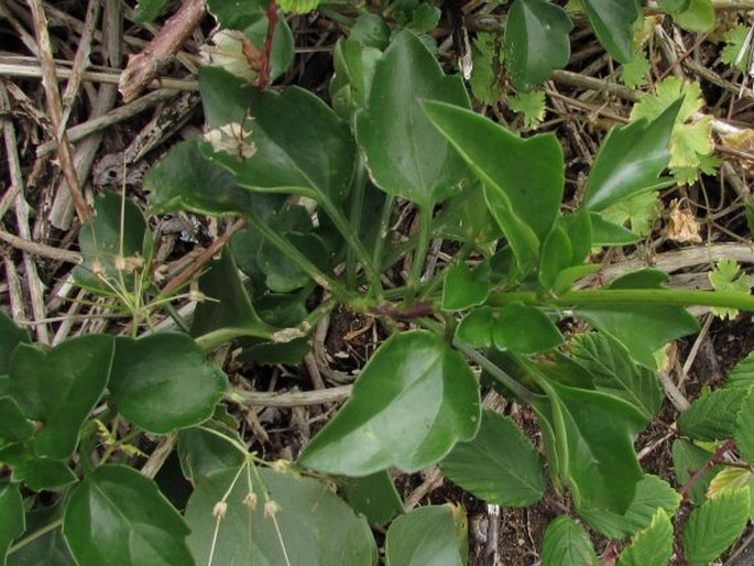 Senecio angulatus