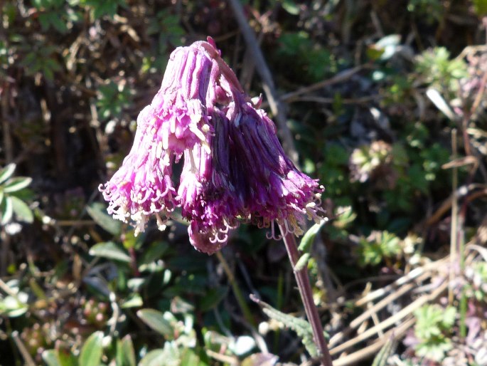 Senecio callosus