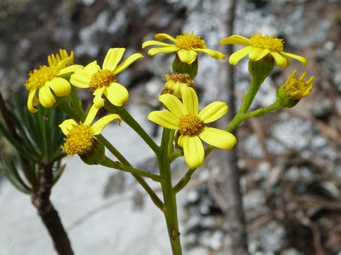 SENECIO CANALICULATUS DC. - starček