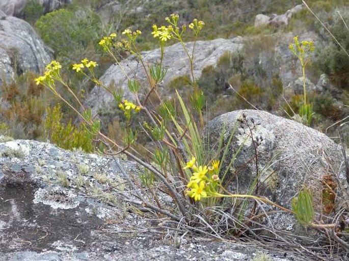 Senecio canaliculatus