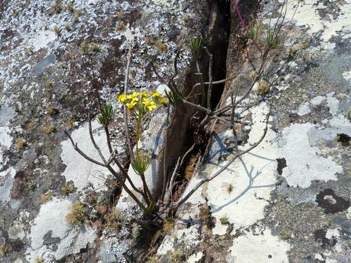 Senecio canaliculatus