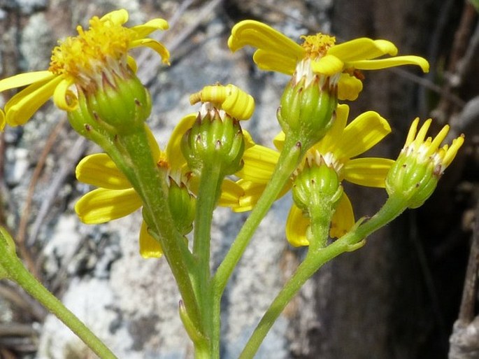 Senecio canaliculatus