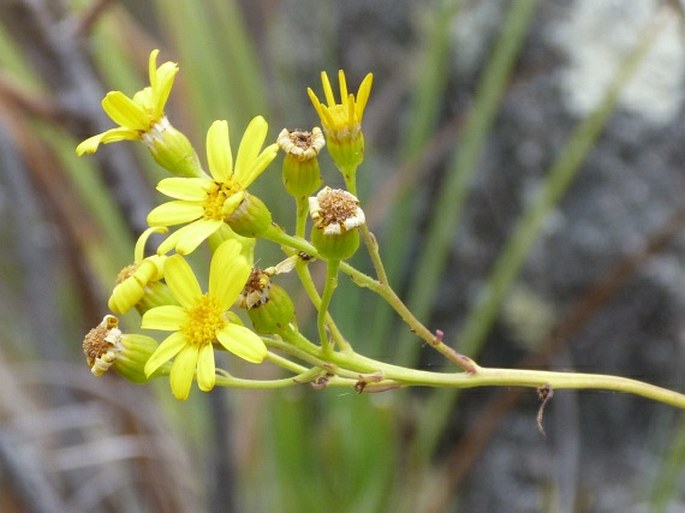 Senecio canaliculatus