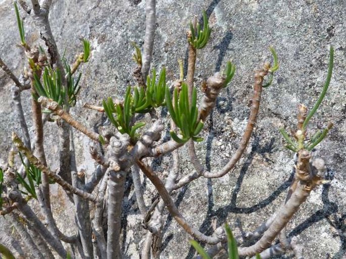 Senecio canaliculatus