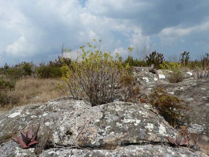 Senecio canaliculatus