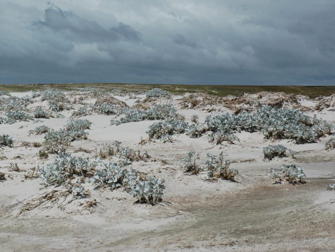 Senecio candidans