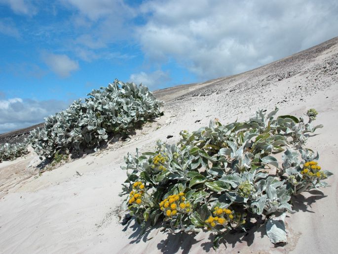 Senecio candidans