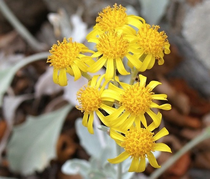 SENECIO CANDIDUS (C. Presl) DC. - starček