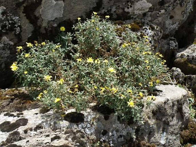 Senecio farinaceus