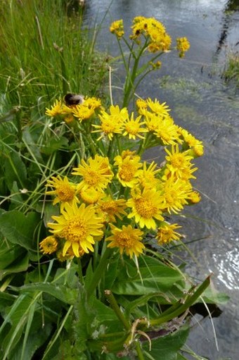 Senecio fistulosus