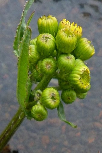 Senecio fistulosus