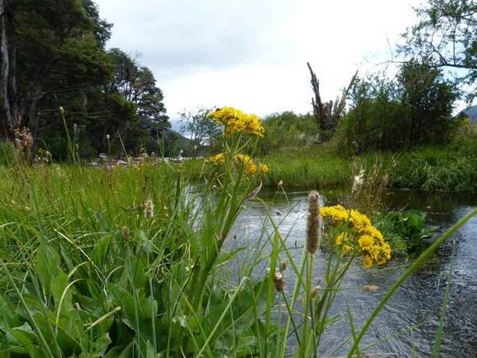 Senecio fistulosus