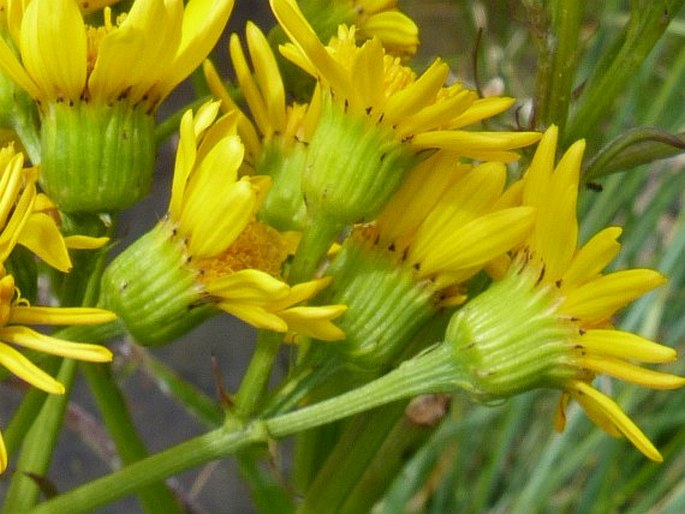 Senecio fistulosus