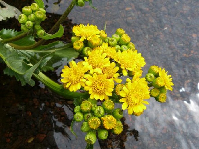 Senecio fistulosus