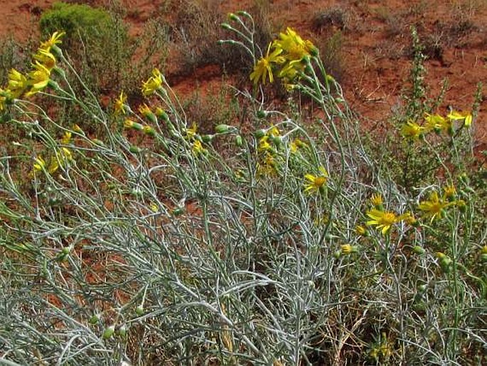 SENECIO FLACCIDUS Less. - starček