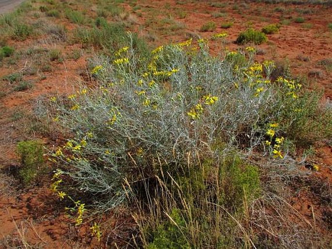 Senecio flaccidus