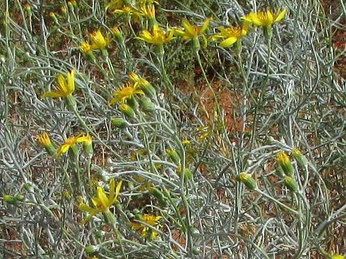 Senecio flaccidus