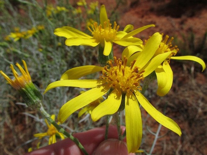 Senecio flaccidus