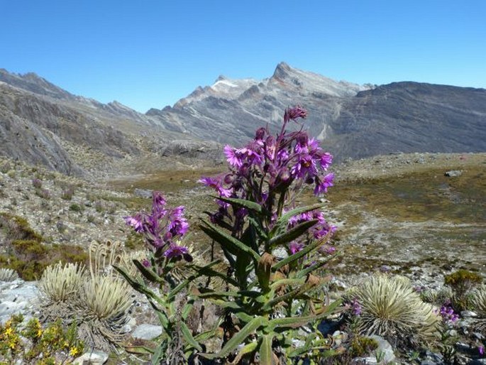 Senecio formosus