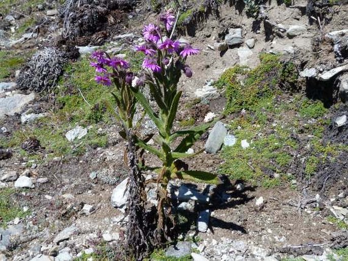 Senecio formosus