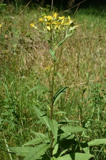 Senecio germanicus