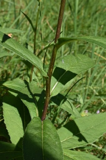 Senecio germanicus