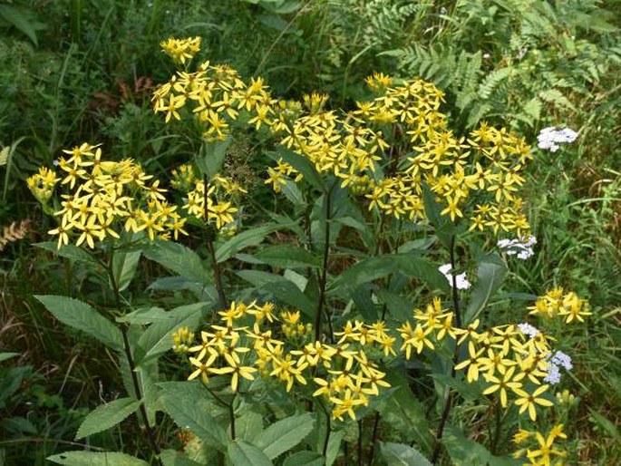 Senecio germanicus