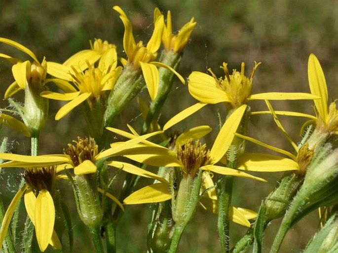 SENECIO GERMANICUS Wallr. - starček německý / starček nemecký