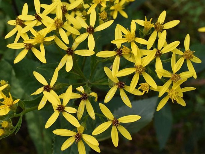 Senecio germanicus