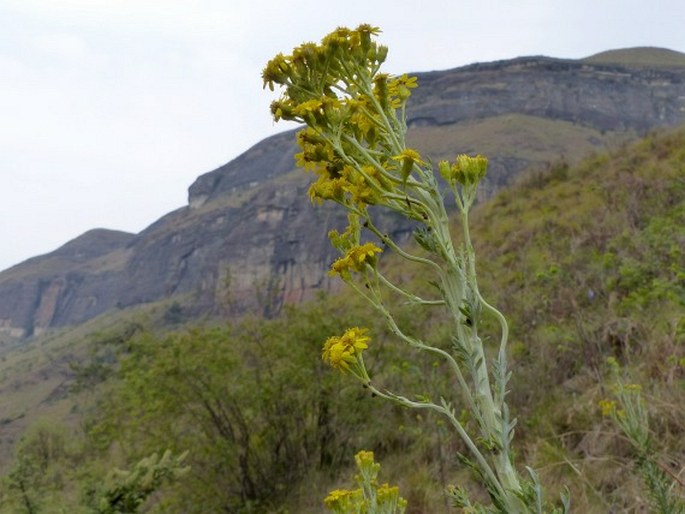 Senecio haygarthii