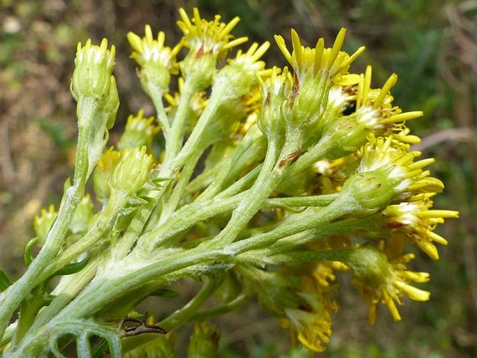 Senecio haygarthii