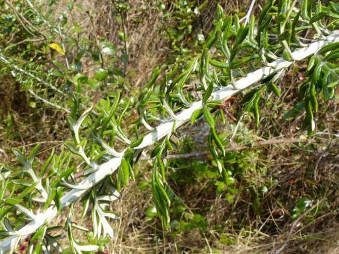 Senecio haygarthii