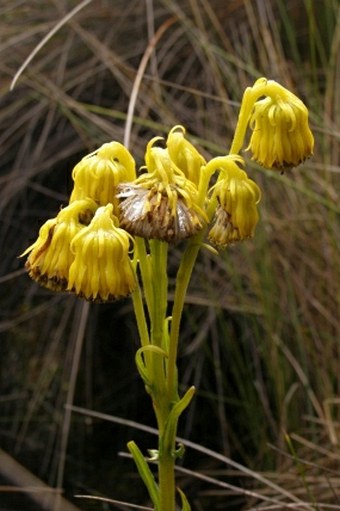 Senecio chionogeton