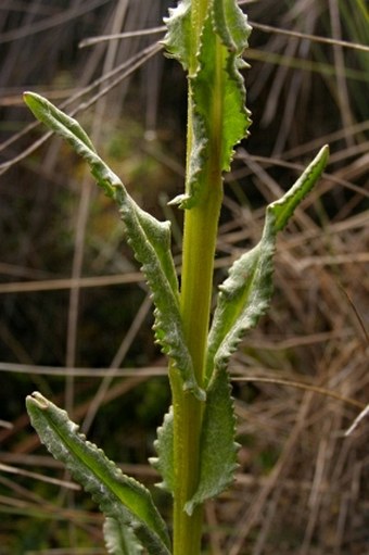 Senecio chionogeton