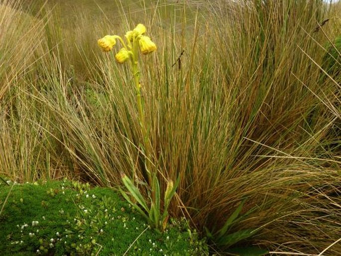 Senecio chionogeton