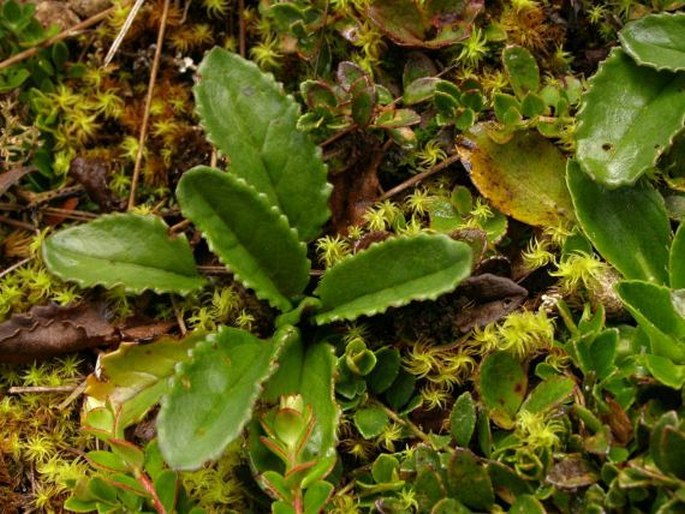 Senecio chionogeton