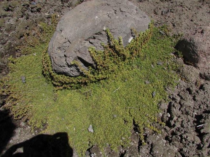 Senecio humillimus