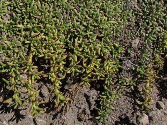 Senecio humillimus