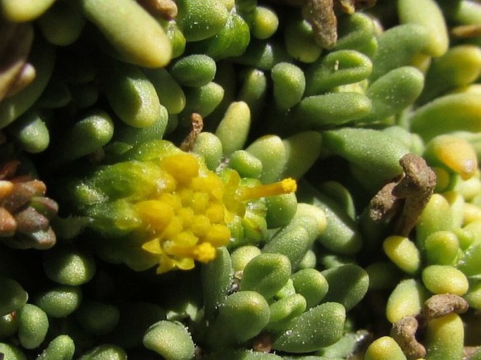 Senecio humillimus