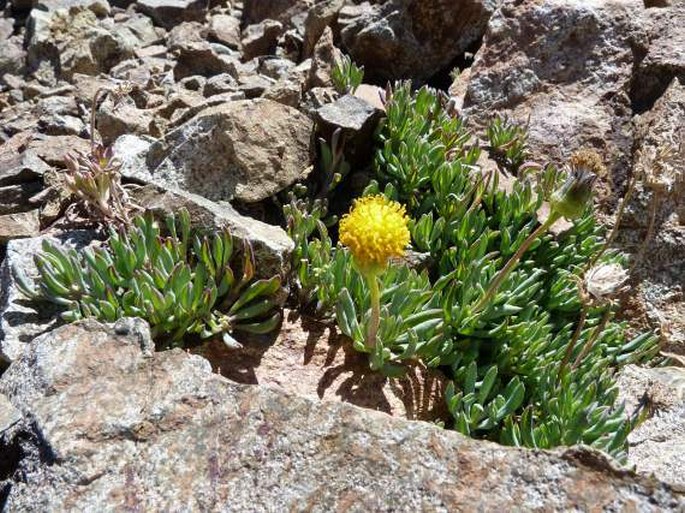 SENECIO BIPONTINII Wedd. - starček