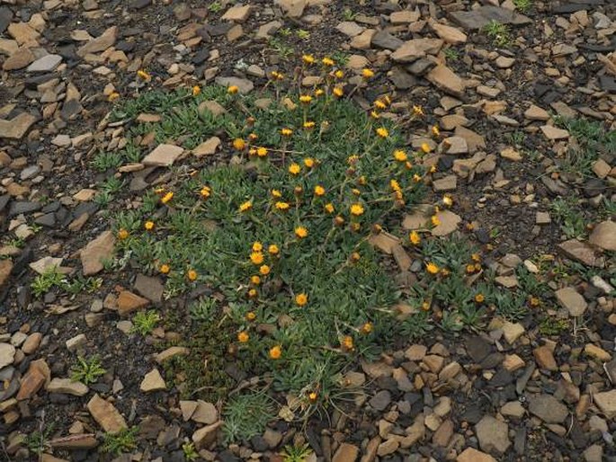 Senecio martinensis